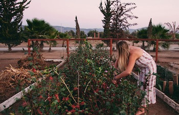 Hotel Boutique Valle De Guadalupe & Spa