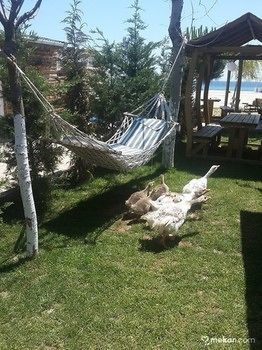 Safir Sunny Beach Hotel galeri fotoğrafı