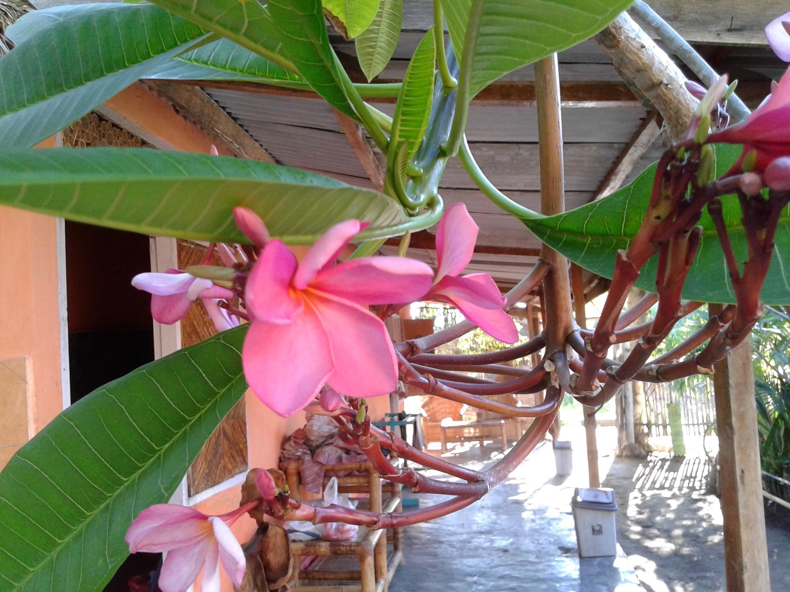 Funny Homestay 2