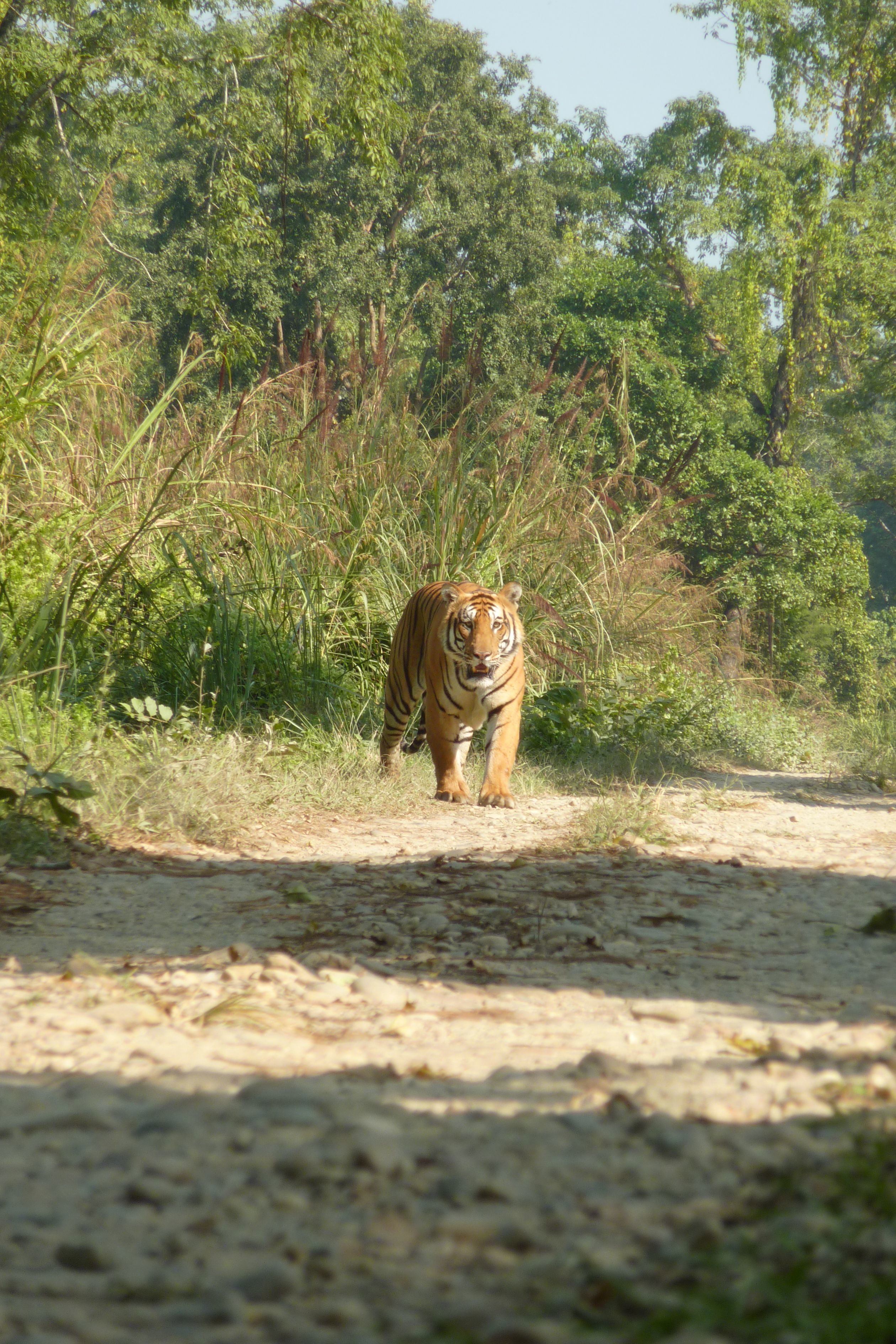 Kingfisher Jungle Trekking Tour