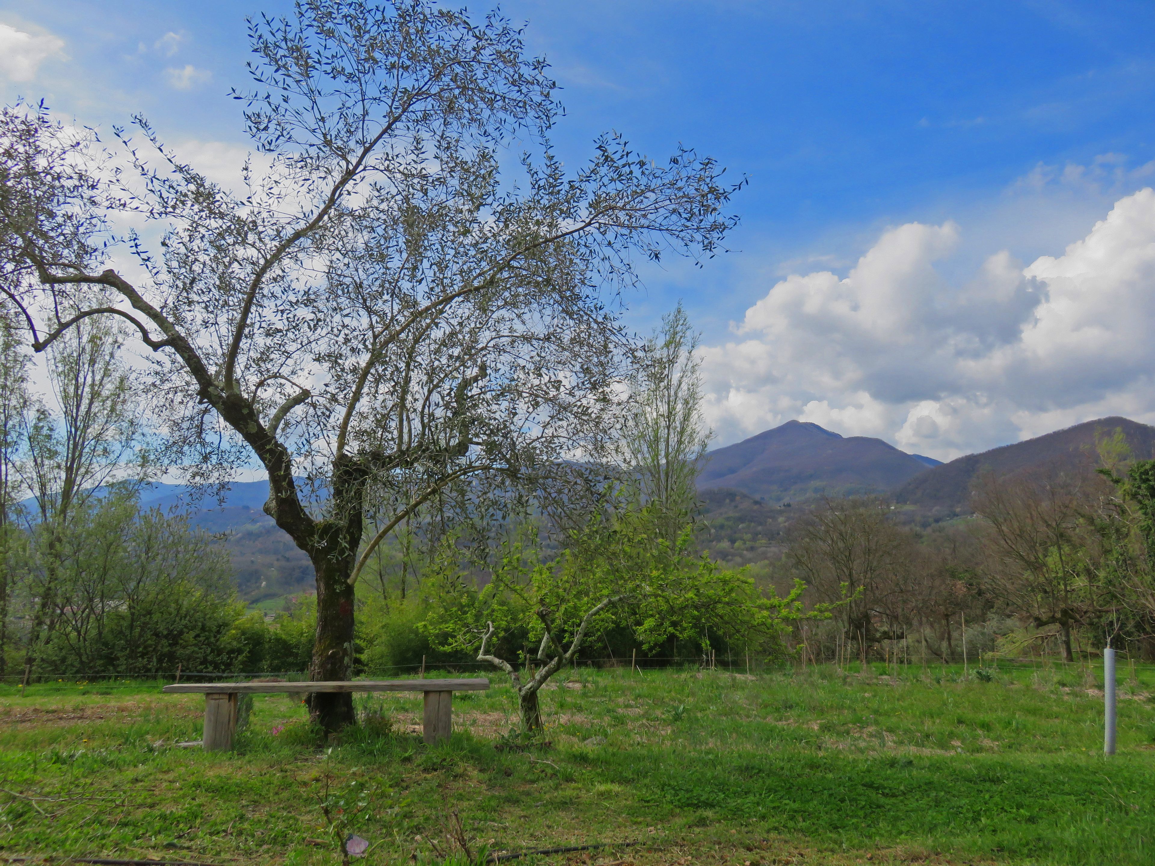 Agripodere Il Falco galeri fotoğrafı