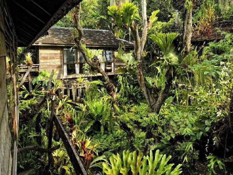 Fern Paradise