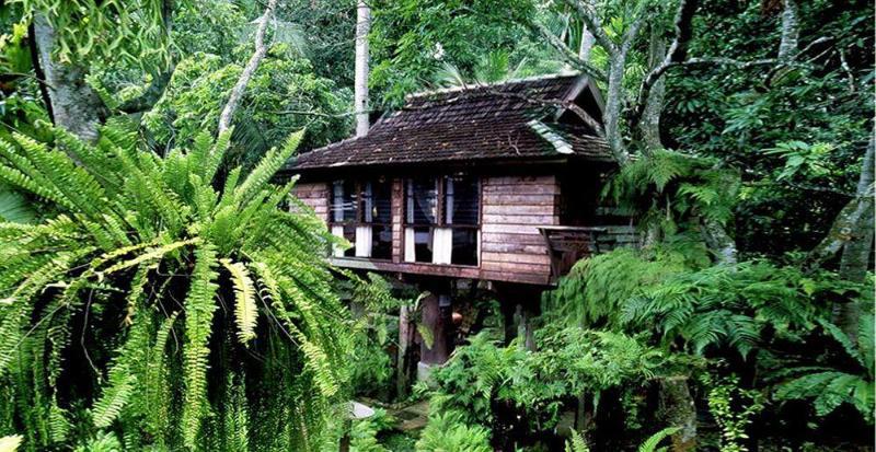 Fern Paradise
