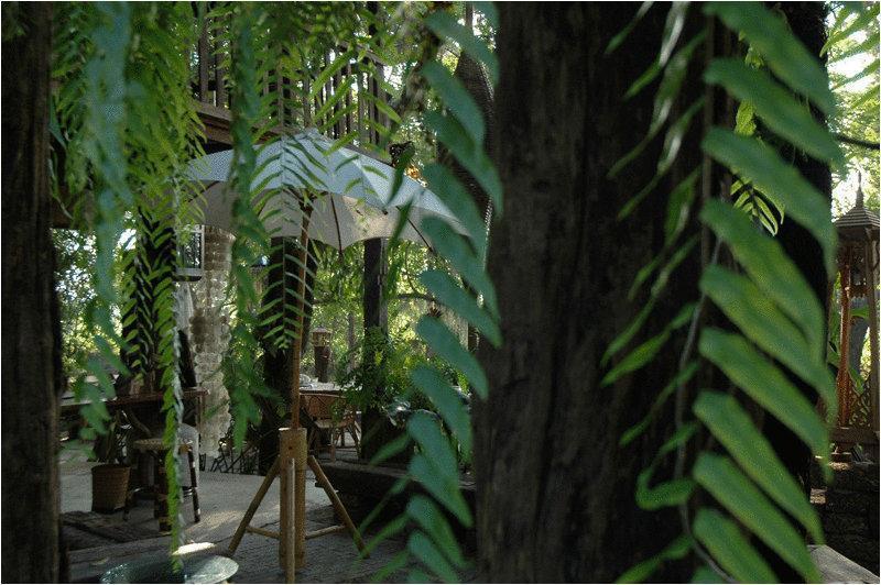 Fern Paradise