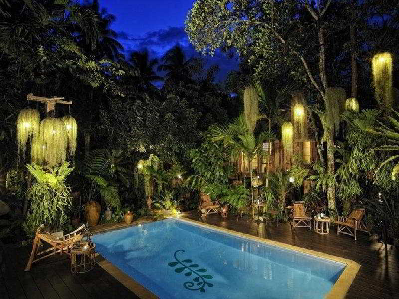 Fern Paradise