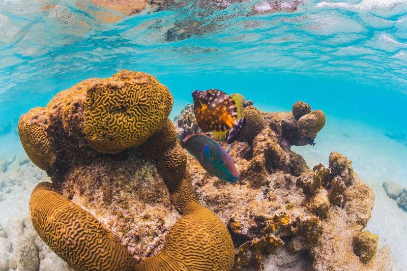 Corallium Hotel & Villas Bonaire