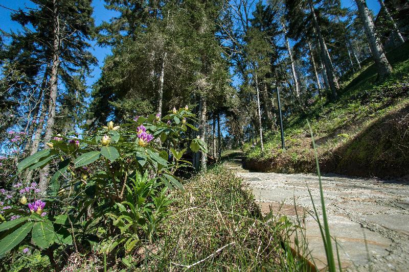 Hancioglu Camburnu Orman Evleri