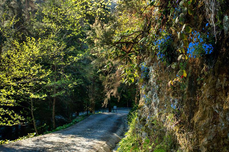 Hancioglu Camburnu Orman Evleri