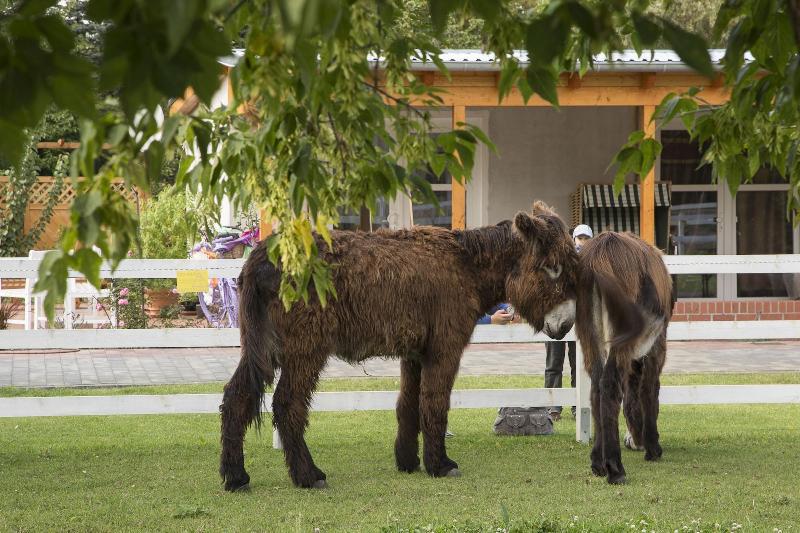 Hotel Lavendelhof & Eselhof Nauen galeri fotoğrafı