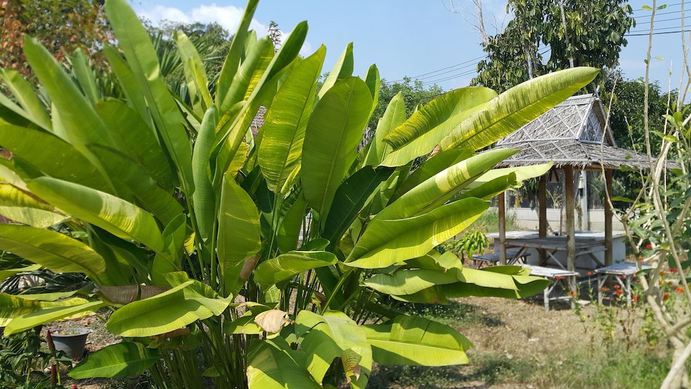 Baanpoonana