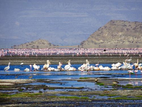 Africa Safari Lake Natron Camping