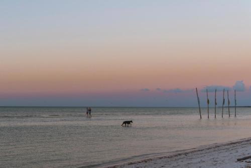 Blue Holbox